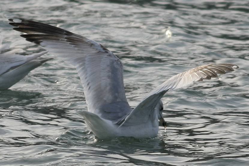 Common Gull (Russian) - Bruce Mactavish