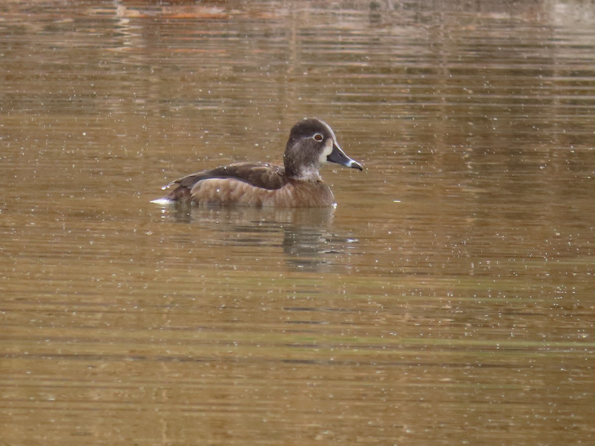 Ring-necked Duck - ML614994240