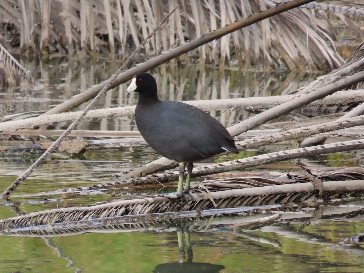 American Coot - ML614994249