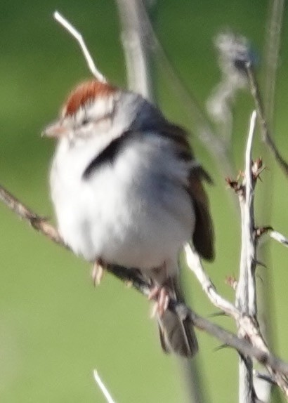 Chipping Sparrow - ML614994300