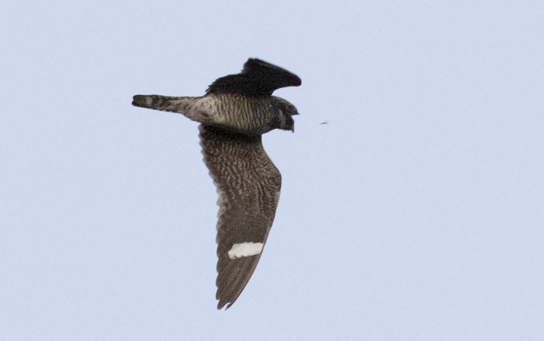 Common Nighthawk - ML614994317