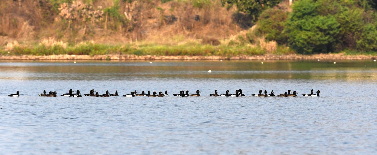 Tufted Duck - ML614994368