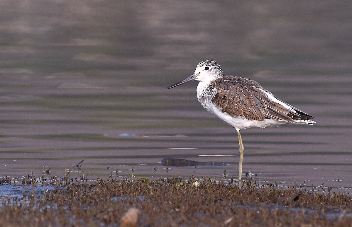 Common Greenshank - ML614994378