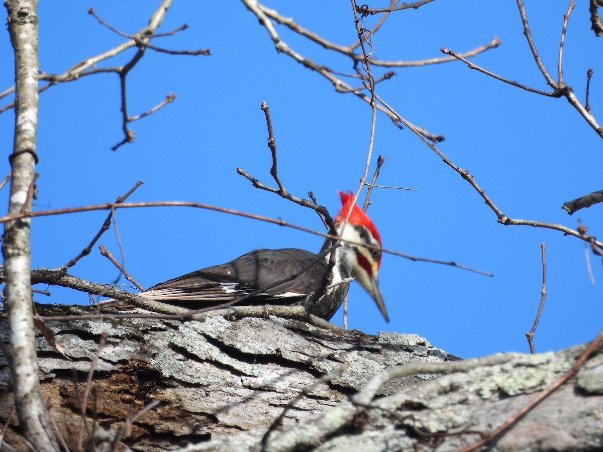 Pileated Woodpecker - ML614994406