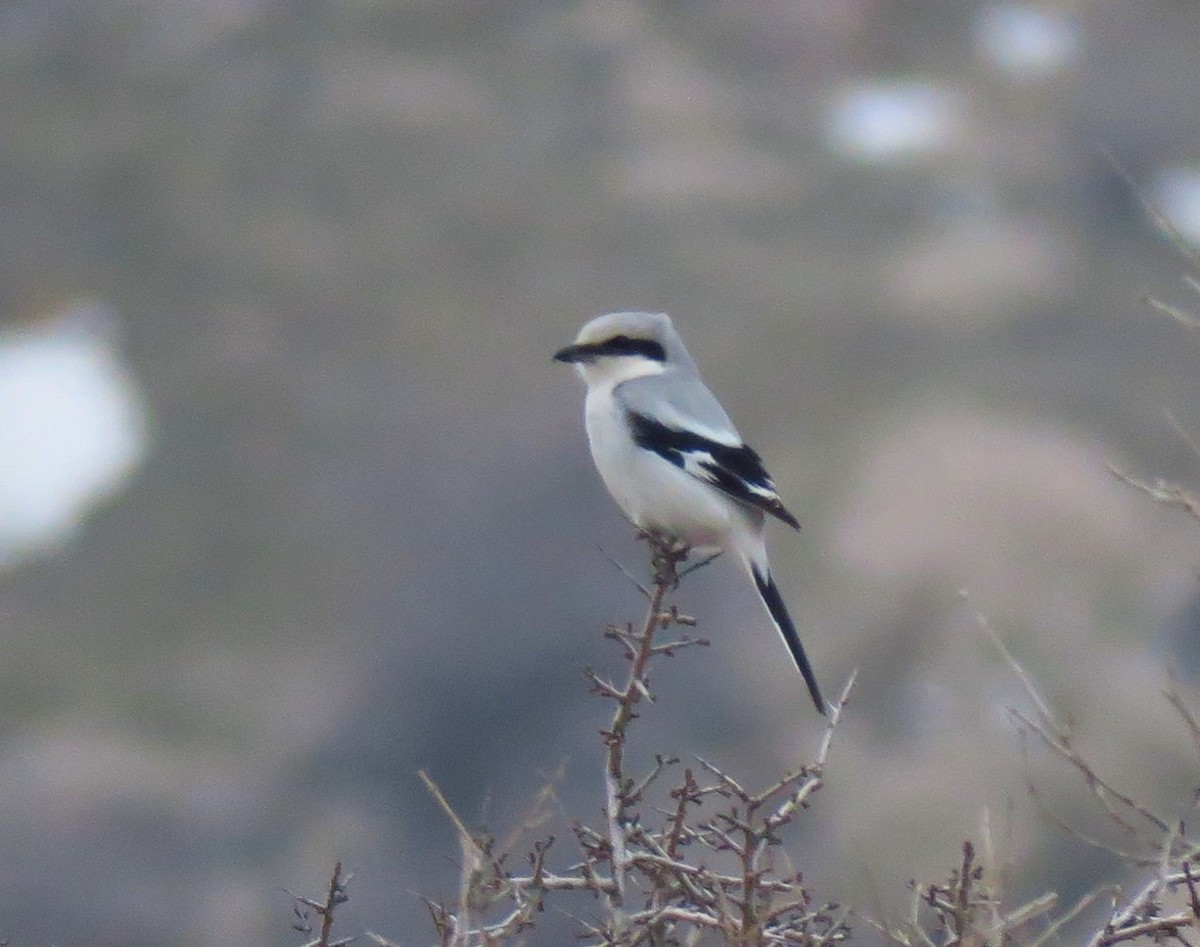 Great Gray Shrike (Great Gray) - ML614994462