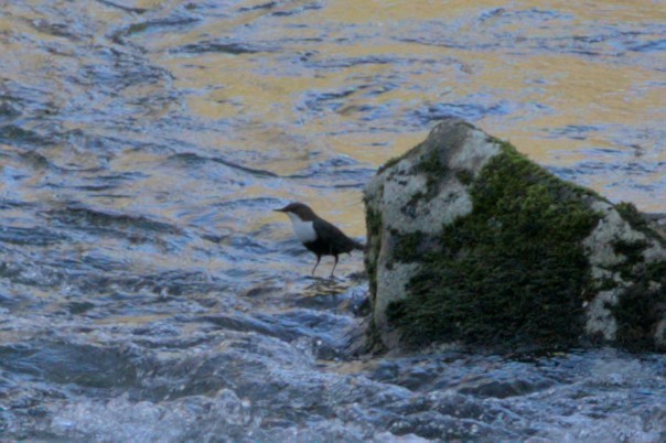 White-throated Dipper - Carl Miller