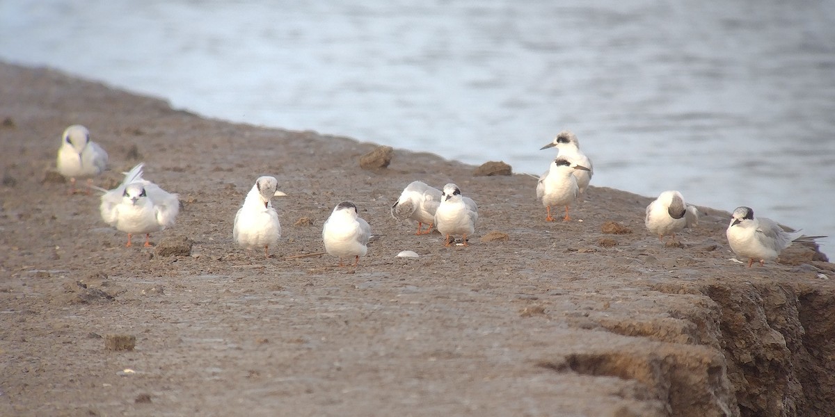 Forster's Tern - ML614994620