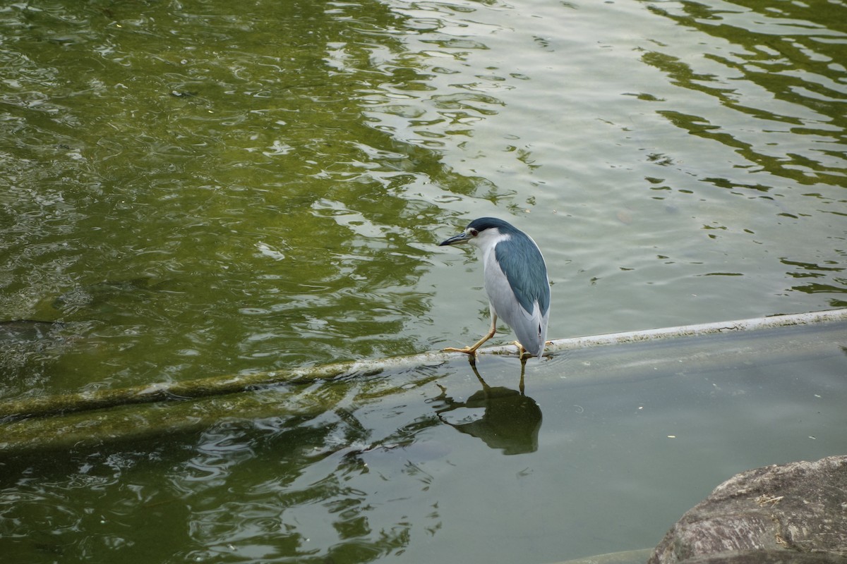 夜鷺 - ML614994640