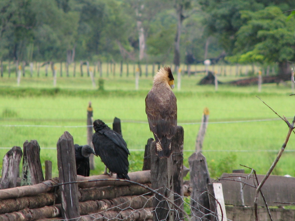 Crested Caracara (Southern) - ML614994654