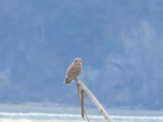 Short-eared Owl - ML614994761