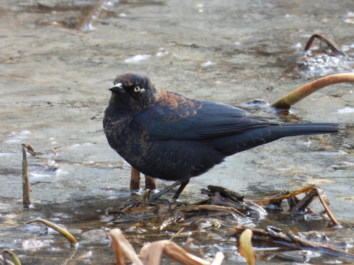 Rusty Blackbird - ML614994762