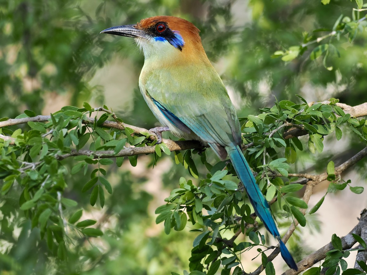 Russet-crowned Motmot - ML614994766