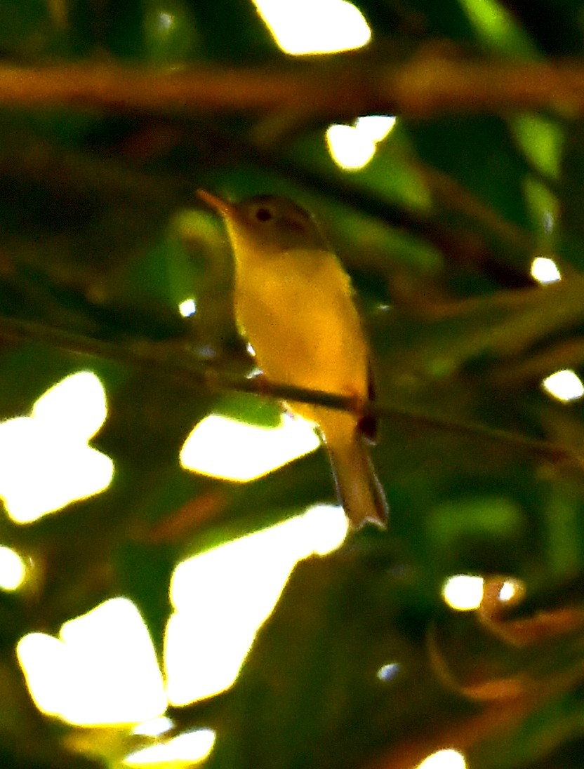 Green-crowned Warbler - ML614994819