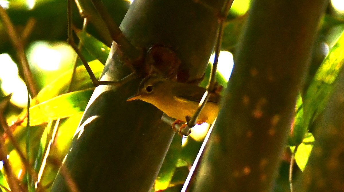 Green-crowned Warbler - ML614994820