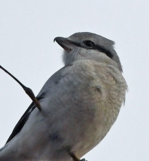 Northern Shrike - Connie Galey