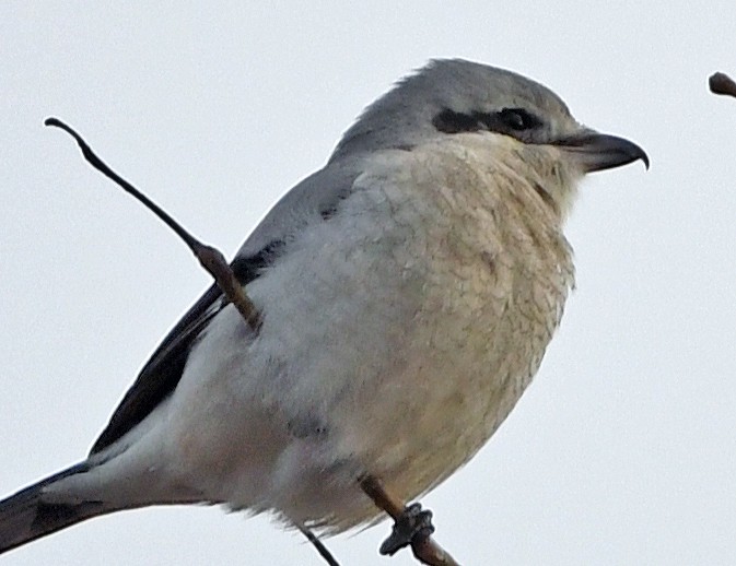 Northern Shrike - Connie Galey