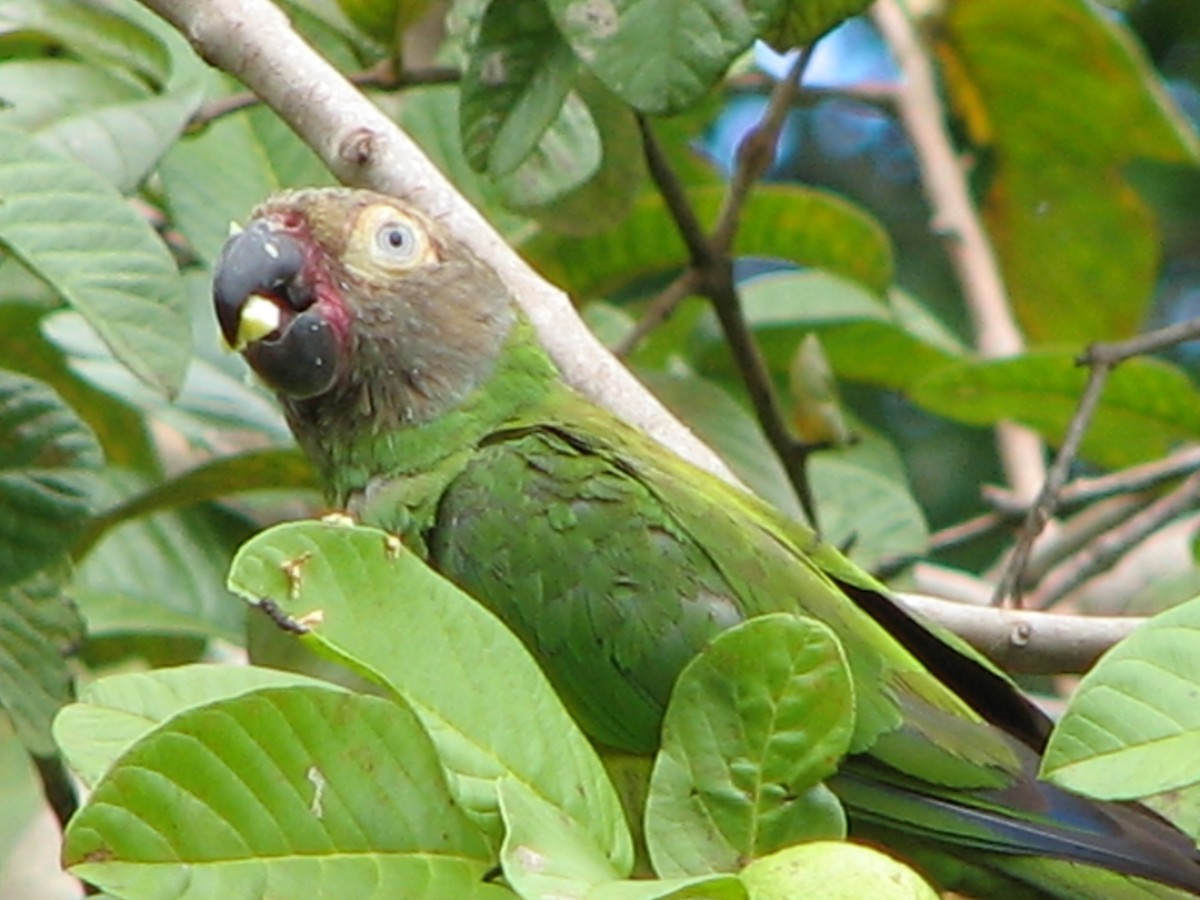 Dusky-headed Parakeet - John Cooper