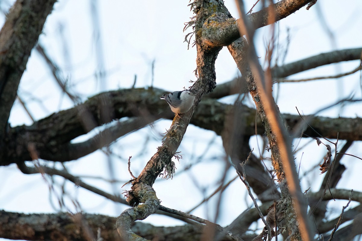 White-breasted Nuthatch - ML614994907