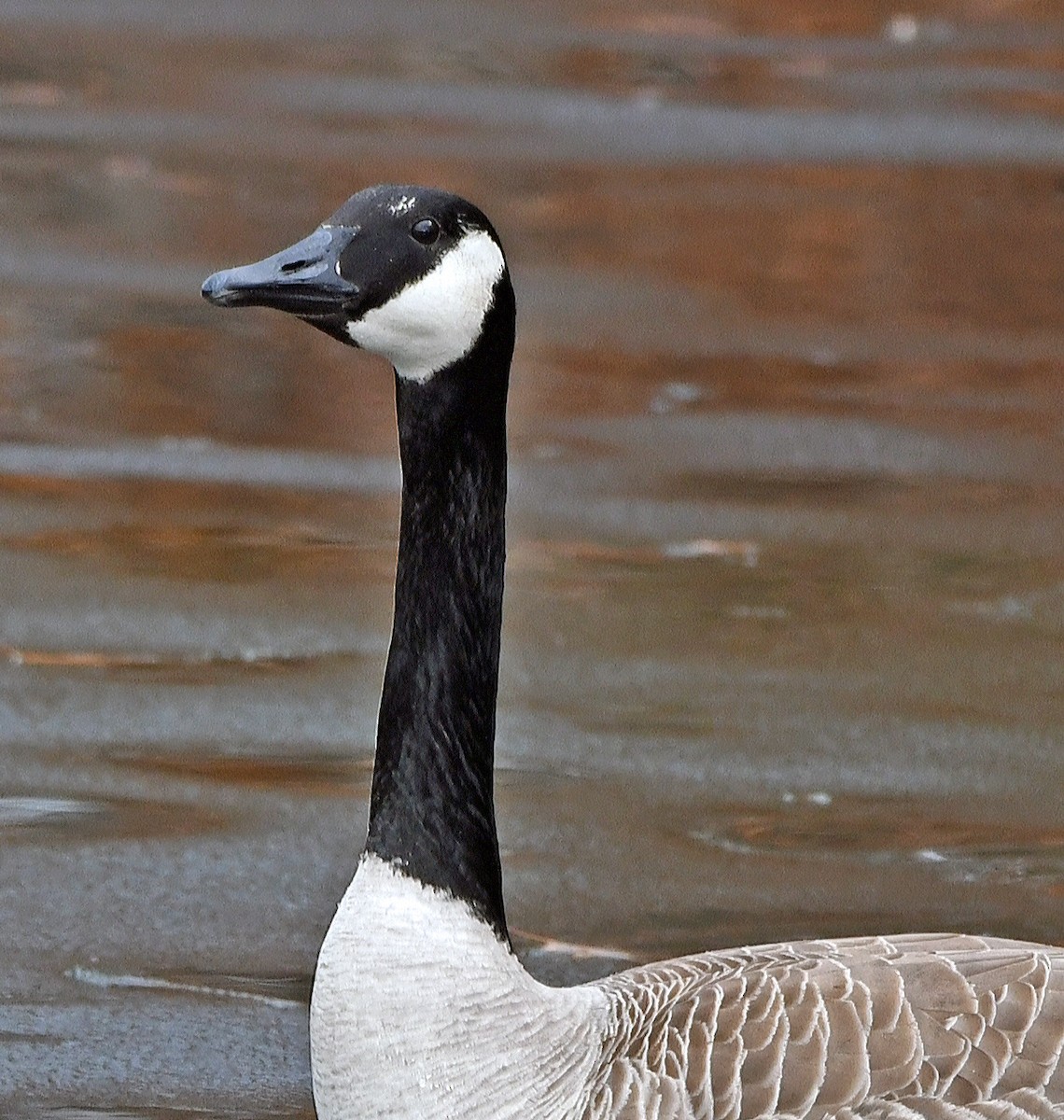 Canada Goose - Connie Galey