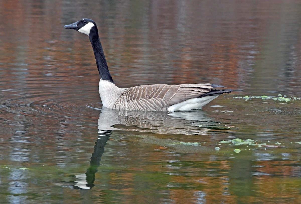 Canada Goose - Connie Galey