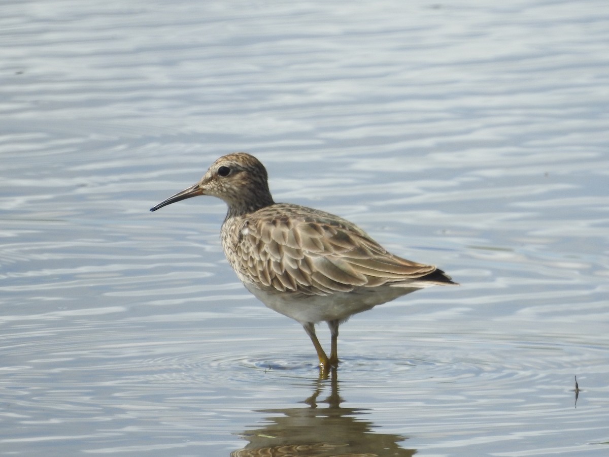 Pectoral Sandpiper - ML614994948