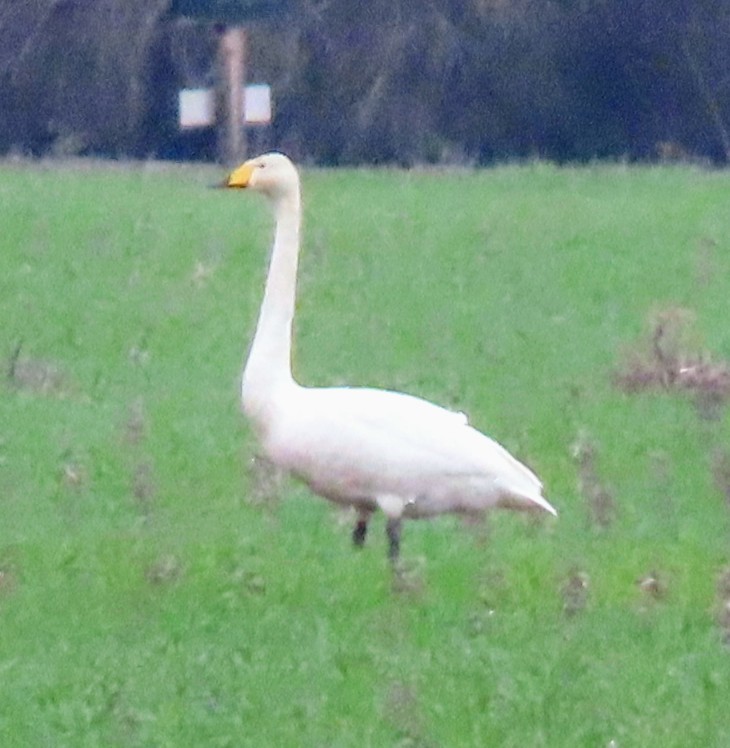 Whooper Swan - David Schmalz