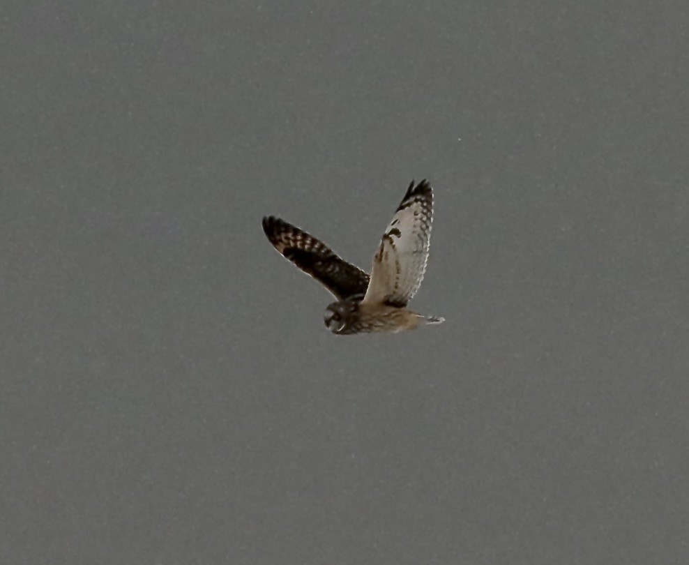 Short-eared Owl - Ken Feustel