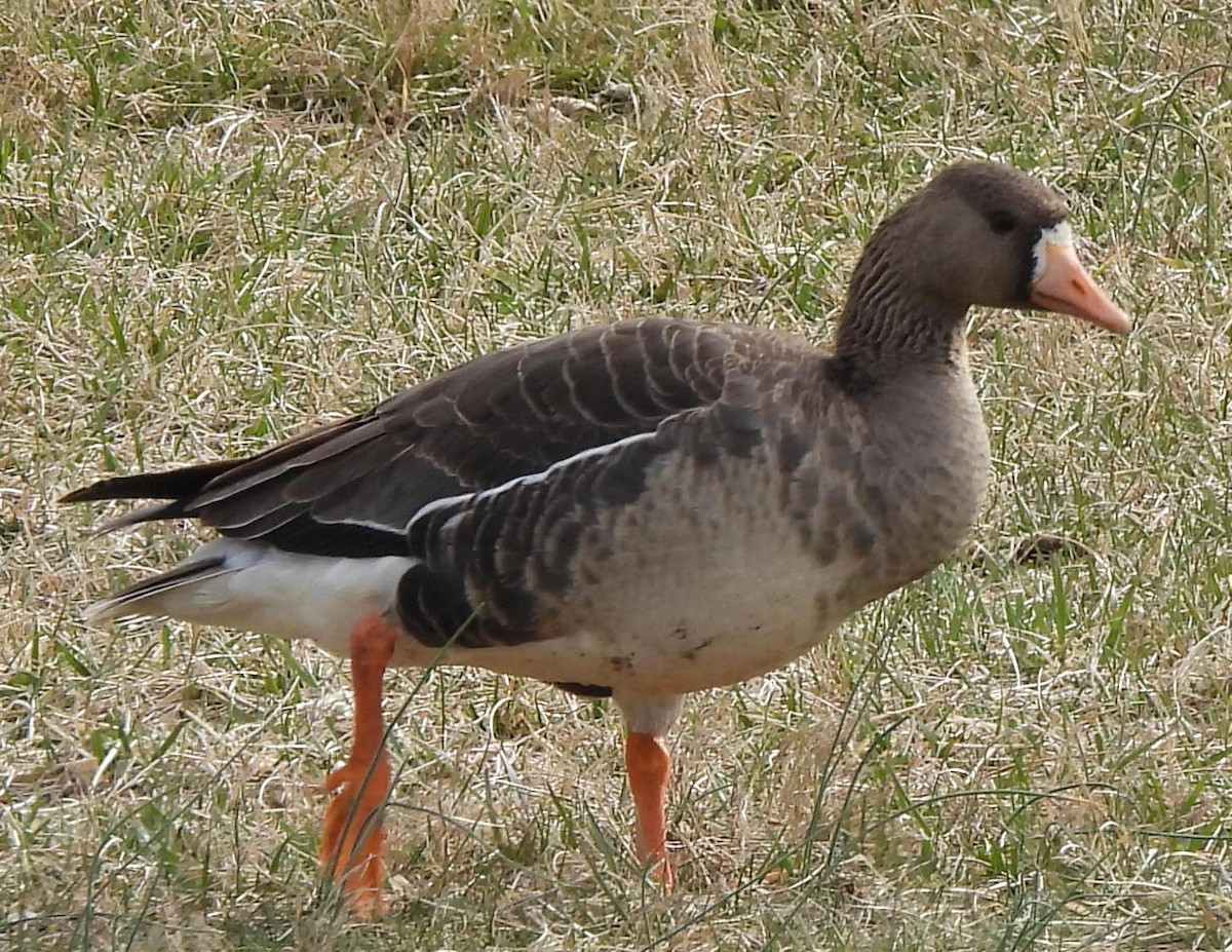 Greater White-fronted Goose - ML614995013