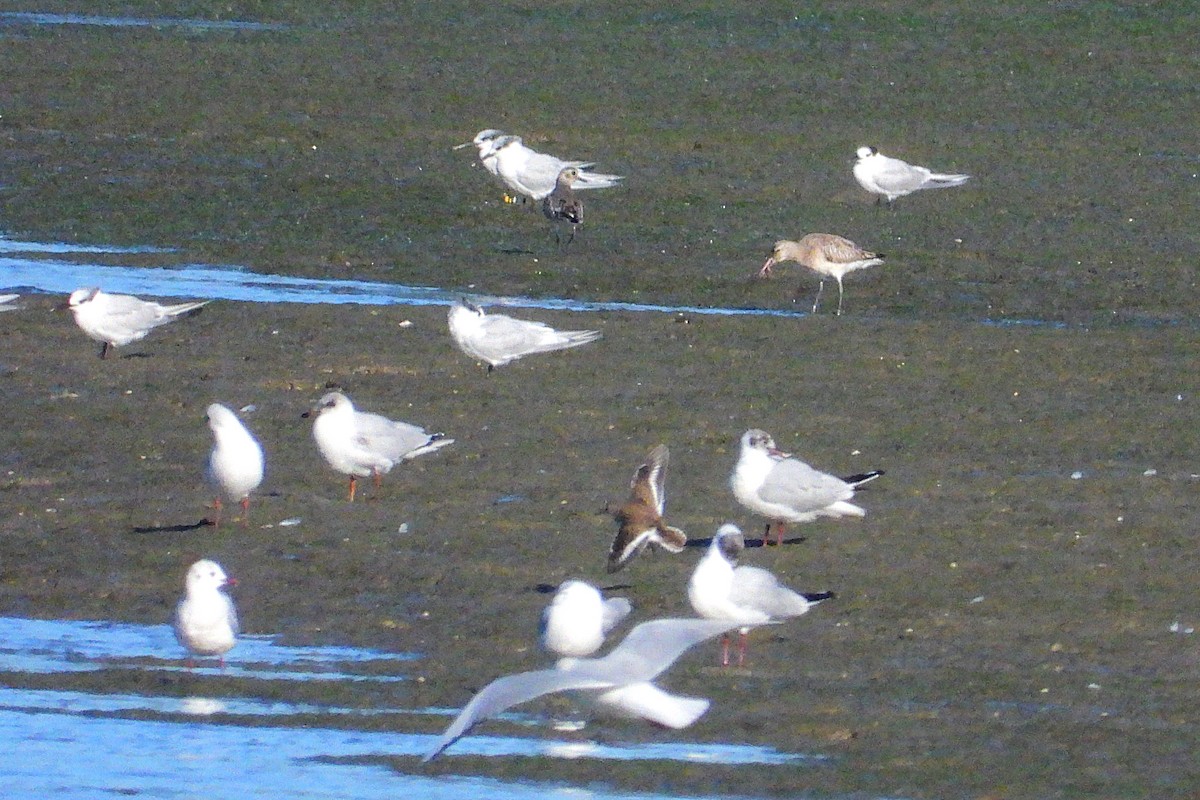 Bar-tailed Godwit - ML614995031