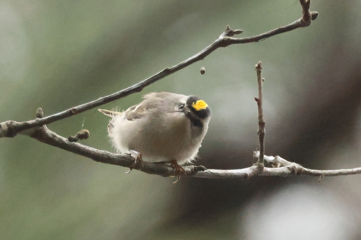 Golden-crowned Kinglet - Jim Anderton