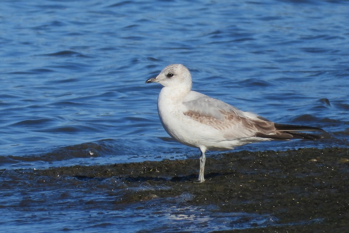 Gaviota Cana - ML614995038