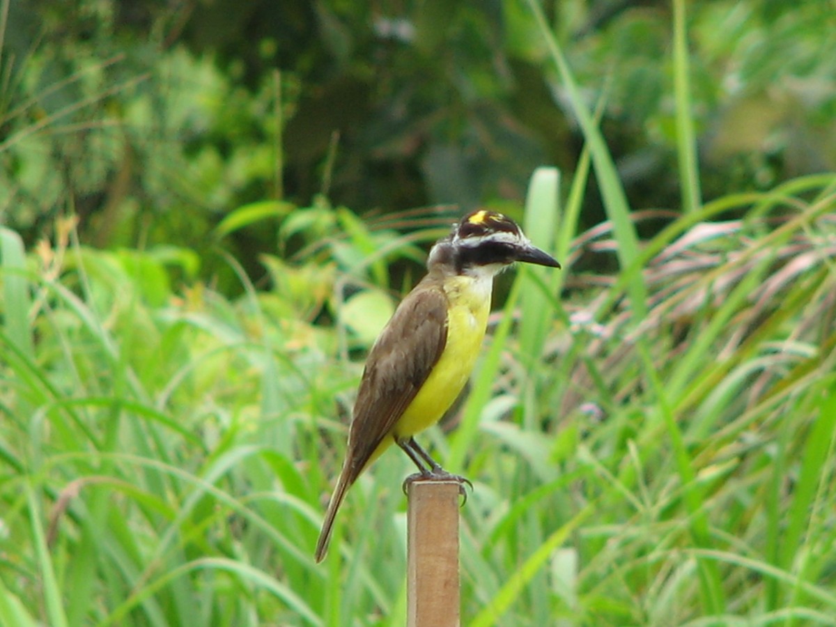 Great Kiskadee - ML614995106