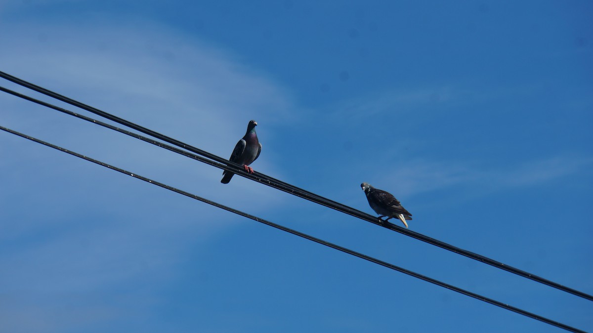 野鴿(野化) - ML614995120