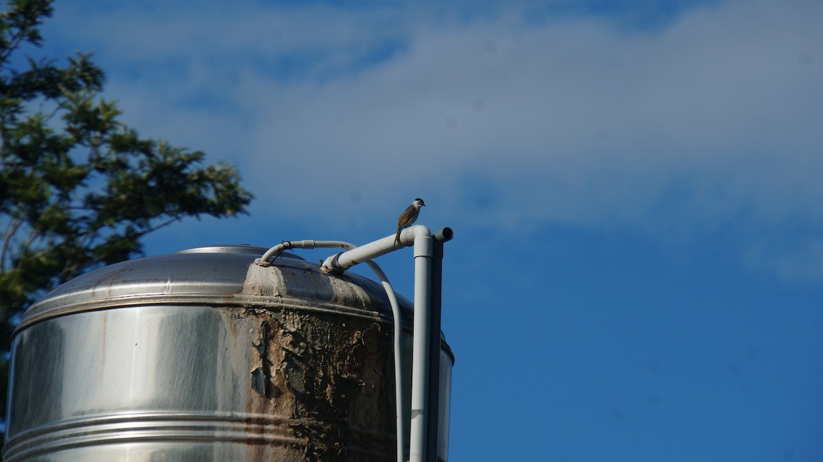 烏頭翁 - ML614995133