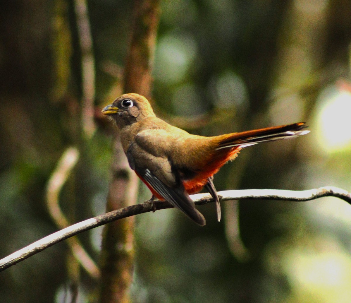 Collared Trogon - ML614995179