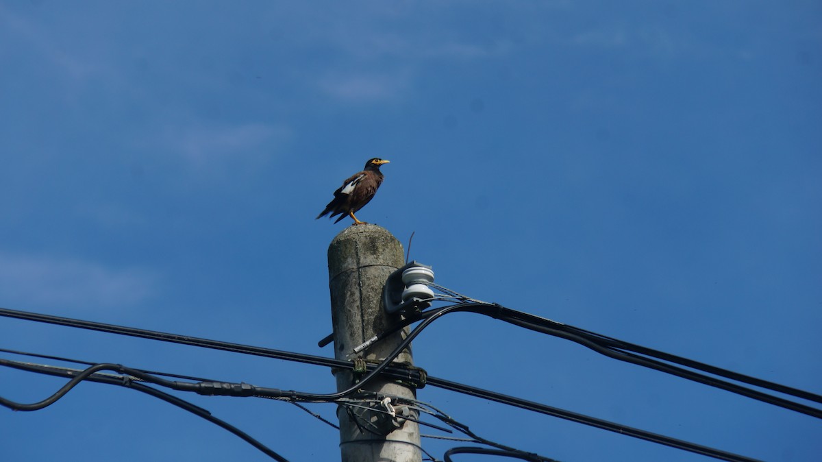 家八哥 - ML614995184