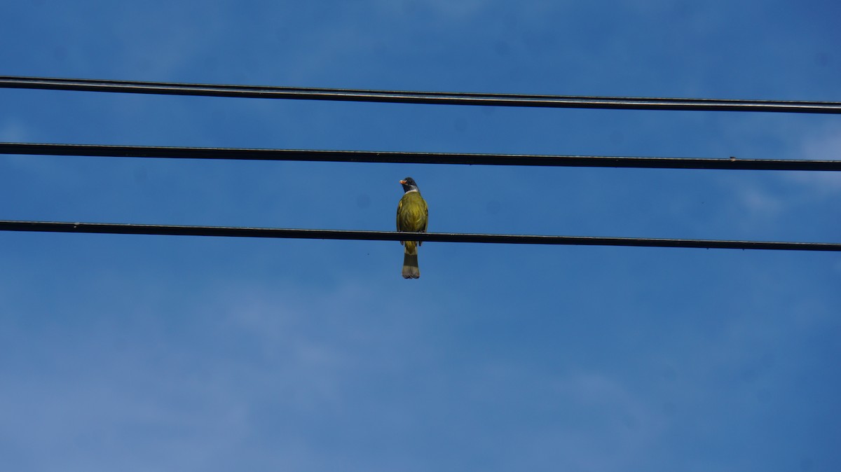 白環鸚嘴鵯 - ML614995215