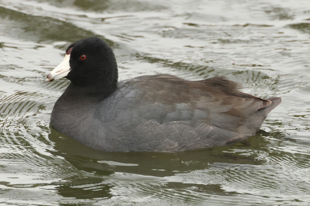 American Coot - Jim Anderton