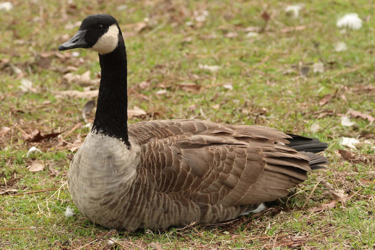 Canada Goose - Jim Anderton