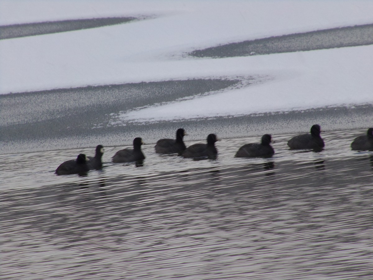 American Coot - ML614995420