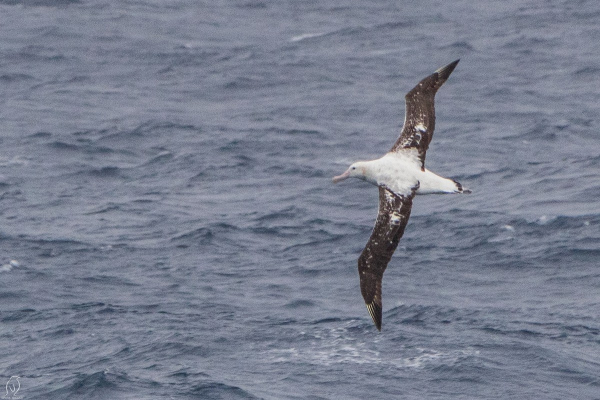 Antipodean Albatross (Gibson's) - Johnny Giese