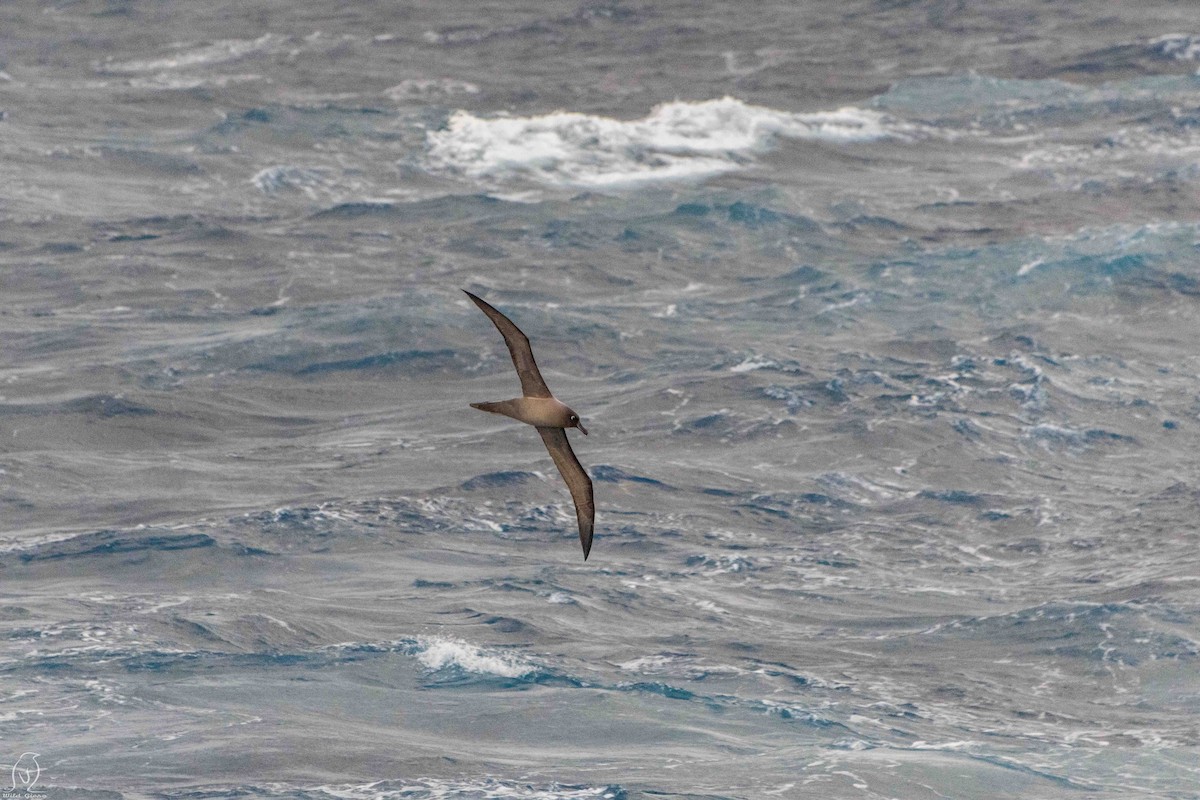 Light-mantled Albatross - Johnny Giese