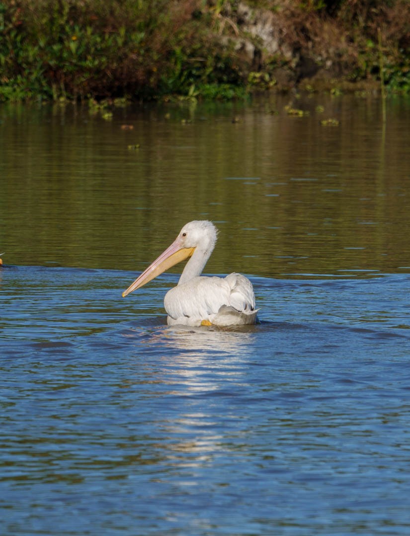 American White Pelican - sylvie Tas
