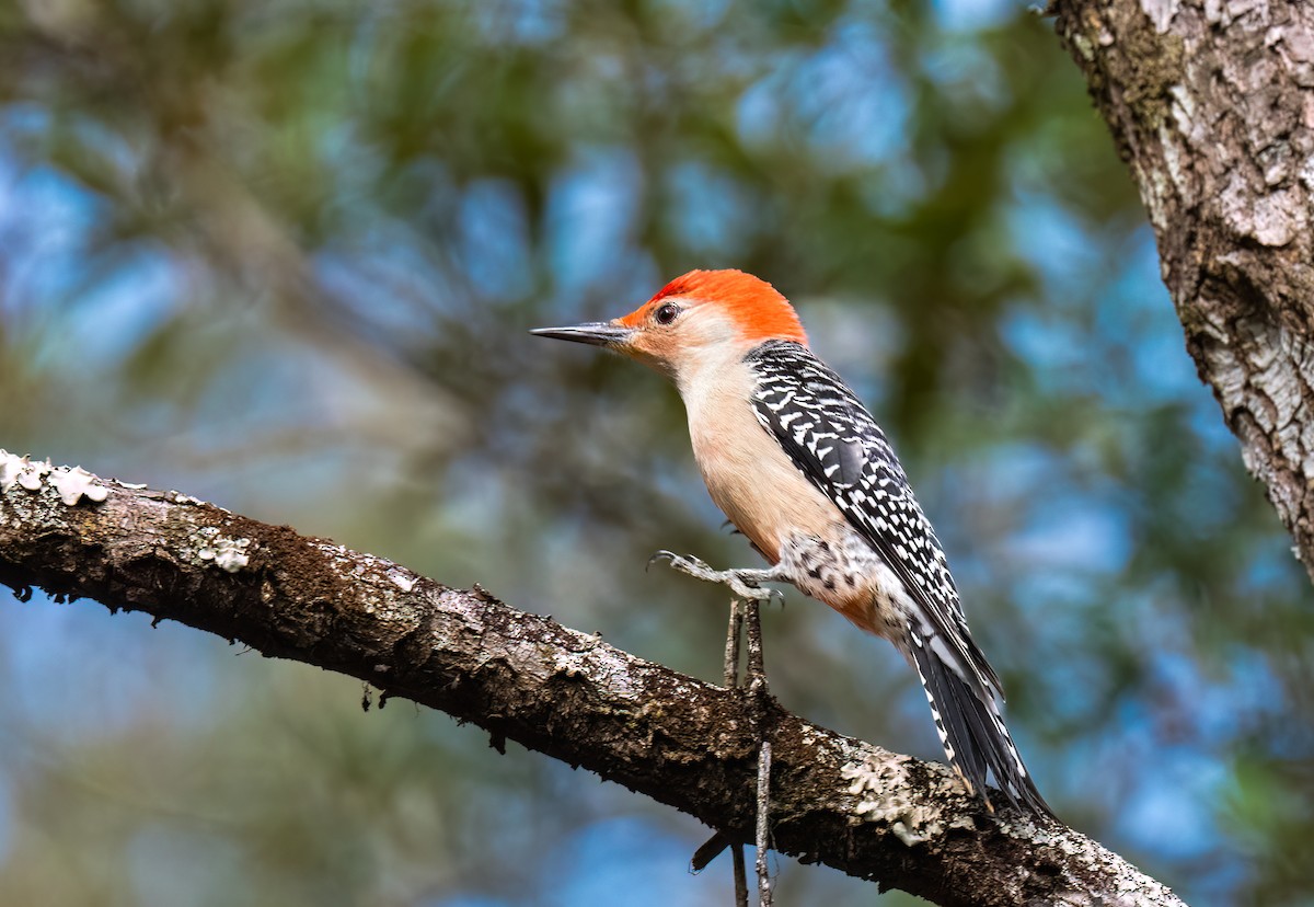 Red-bellied Woodpecker - Jim Merritt