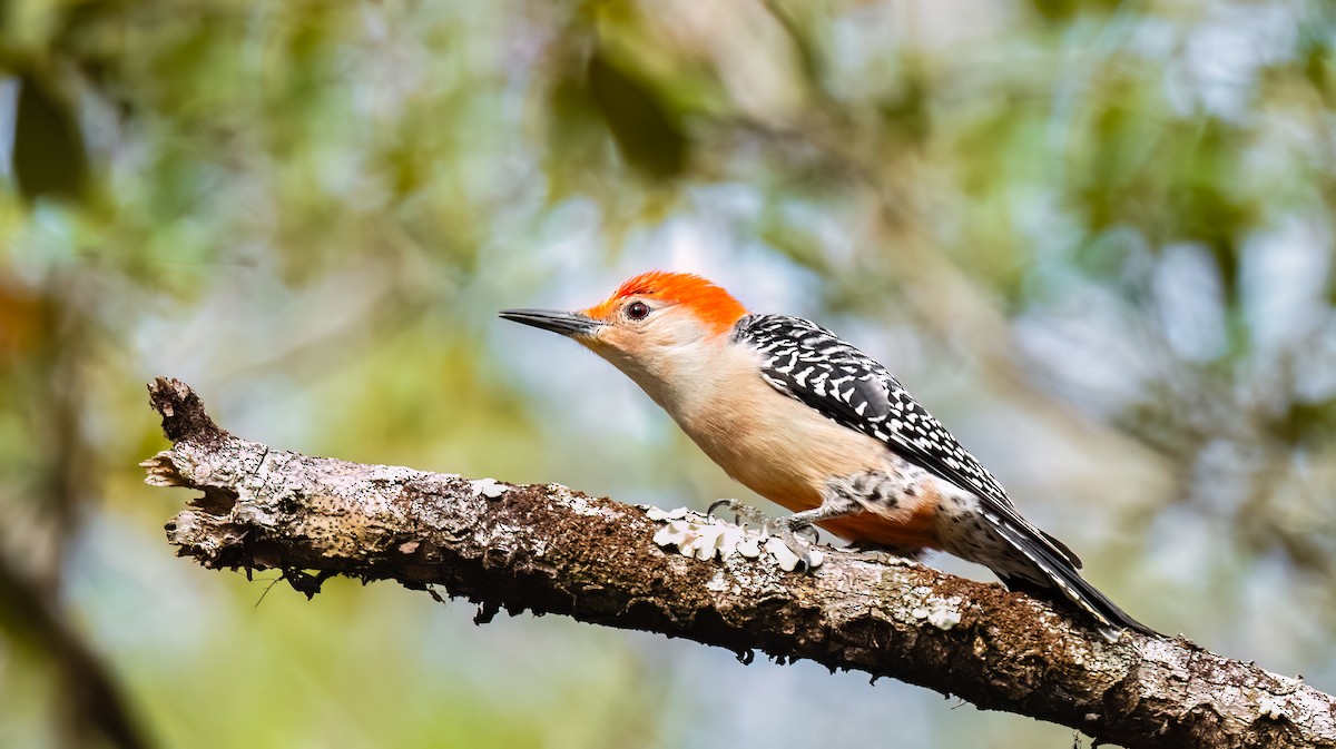 Red-bellied Woodpecker - Jim Merritt