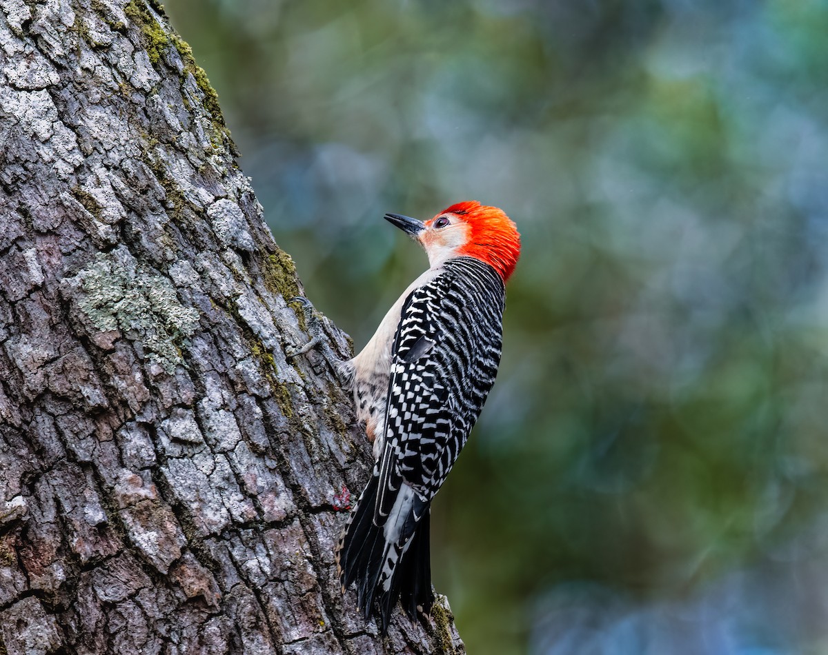 Red-bellied Woodpecker - Jim Merritt