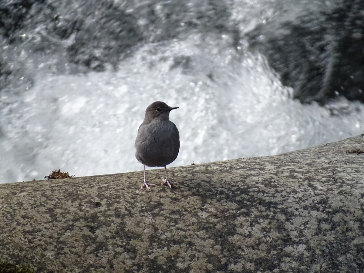 American Dipper - John Maniscalco