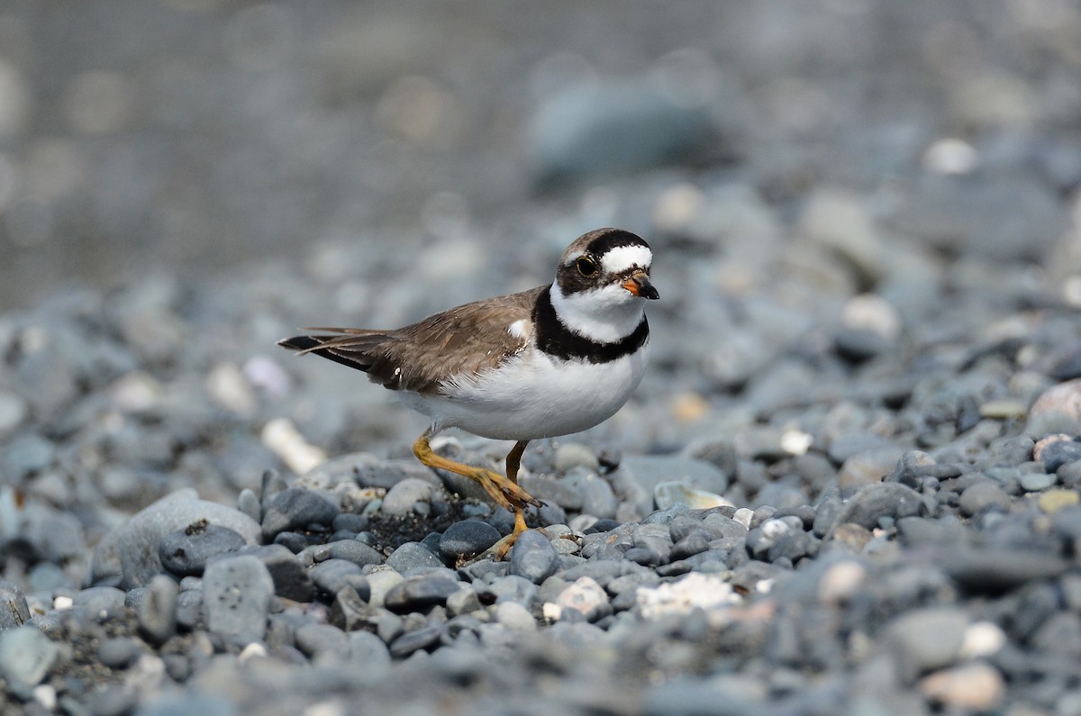 Semipalmated Plover - ML614995457