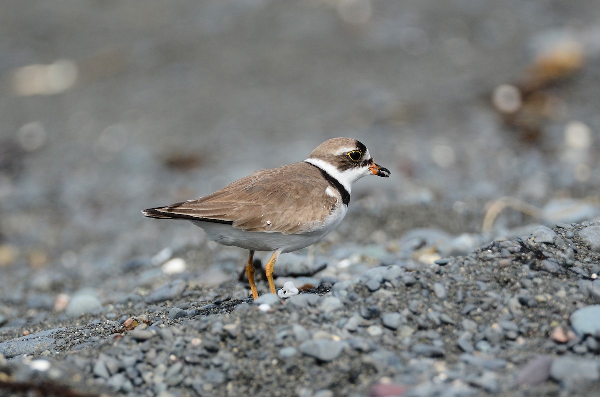 Semipalmated Plover - ML614995458