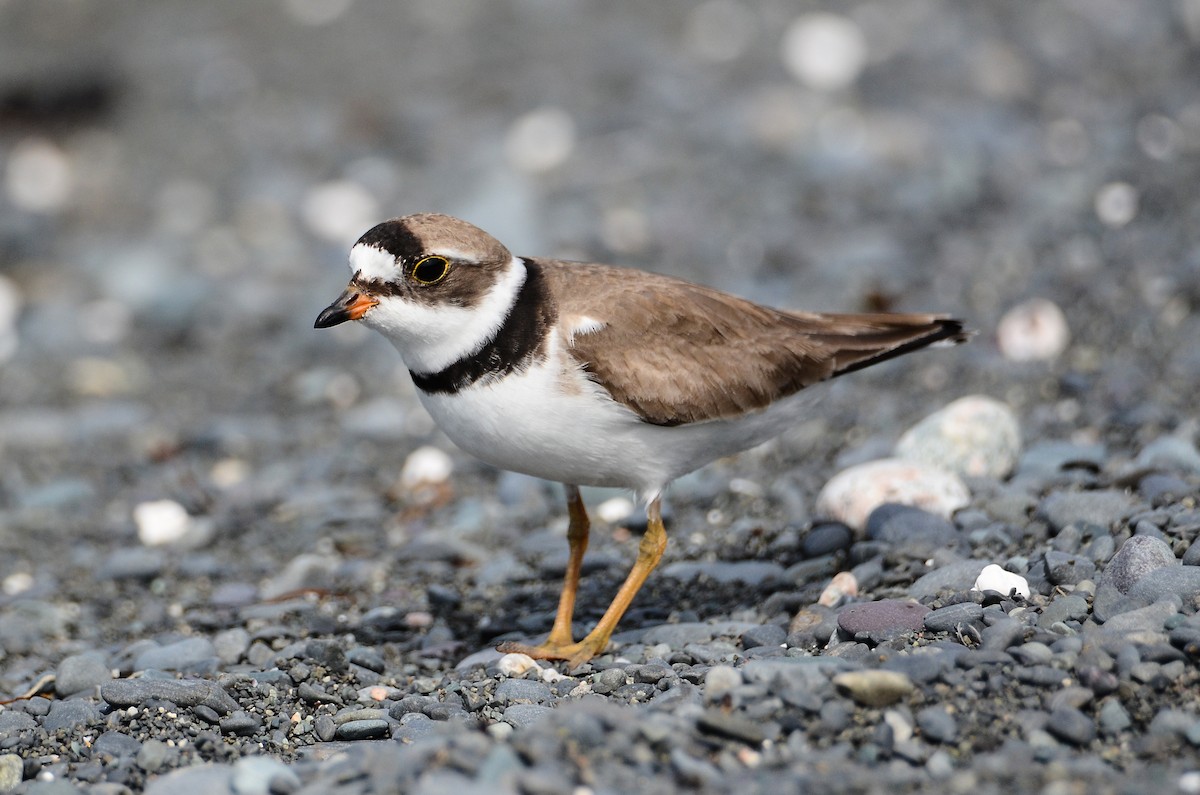 Semipalmated Plover - ML614995459